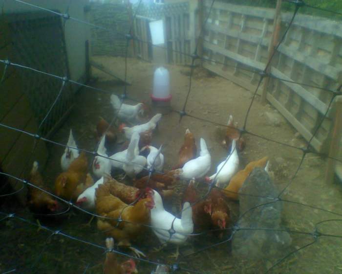 Chickens enjoying fresh air in their run ~ with one of their waterers in the background
