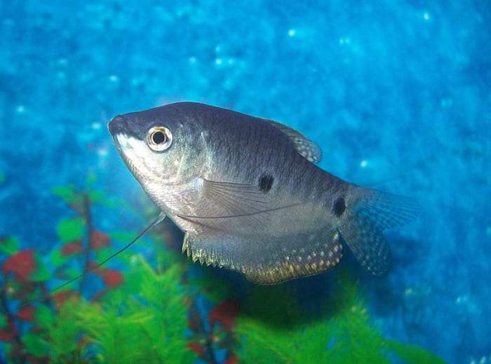 Tropical fish can be challenging to care for, but a few easy tips will get your aquarium running smoothly.