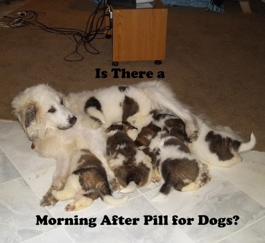 Alternative birth control methods are available to prevent pregnancy in dogs.