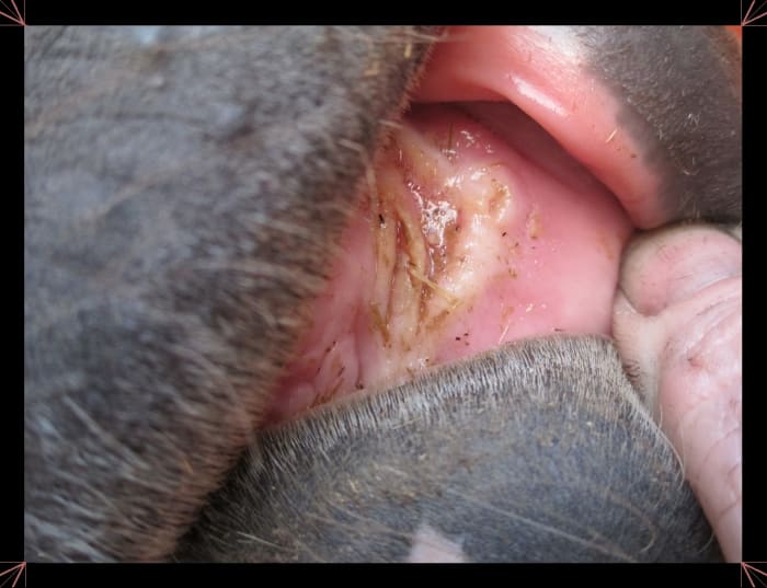 Here's a good example of an ulcer. If you look closely you can still see some of the foxtails are still sticking out of the ulcer.