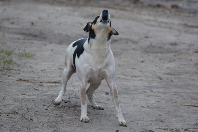 El perro está ladrando de una manera amenazante, ¿qué puede hacer para evitar un ataque?