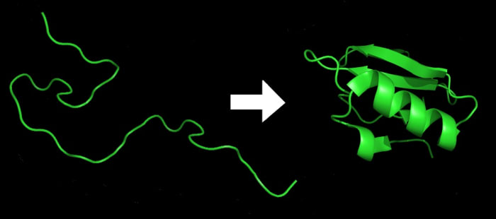 Proteins can't function unless they are folded properly. On the left is an unfolded protein made of a chain of amino acids and on the right is the final folded state of the protein.