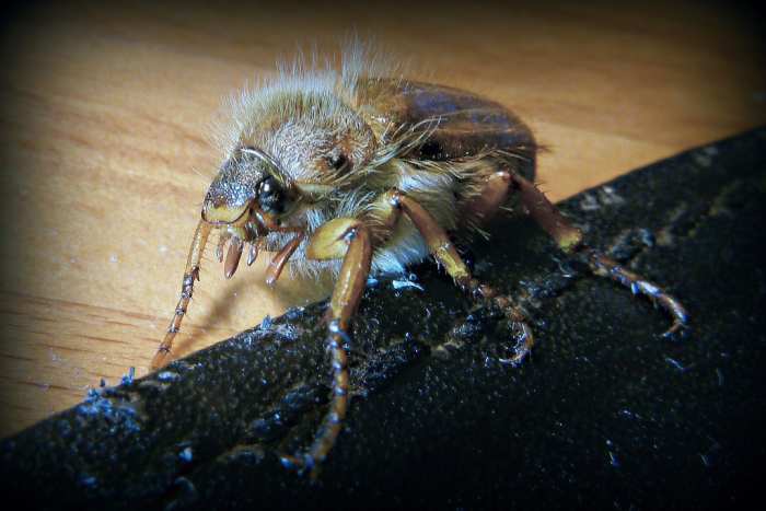 The adult form of the European Chafer larvae. If you see one of these on your lawn, you'll likely also have unseen grubs under the surface.