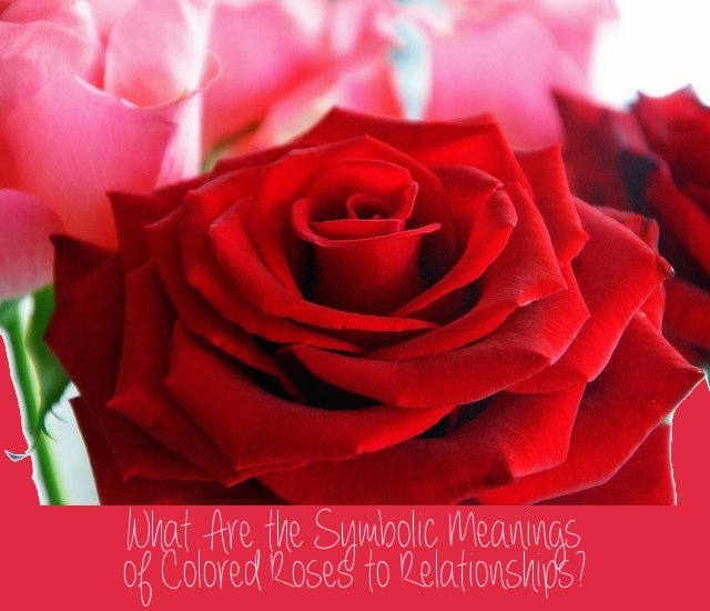 Differently colored roses represent different things in relationships. Giving your lover the wrong color rose could send the wrong message. Knowing these colors will help you to pick up the best bouquet (or single rose) for your loved ones.