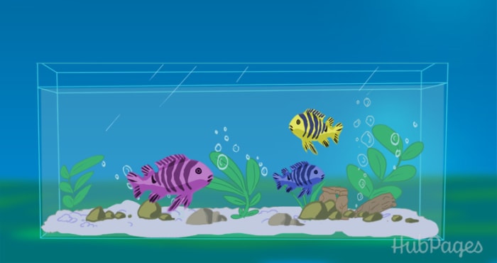 If you choose to go with live plants, you will find that over a year or two, your aquarium will reach a steady state of being, ecologically.
