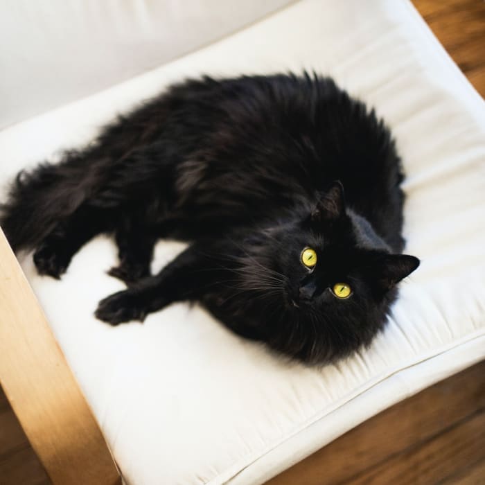Black cats, throughout the ages, have symbolized the darker nature of humanity. Often seen as a companion of witches and practitioners of the occult, they were vilified and subjected to mass extermination.