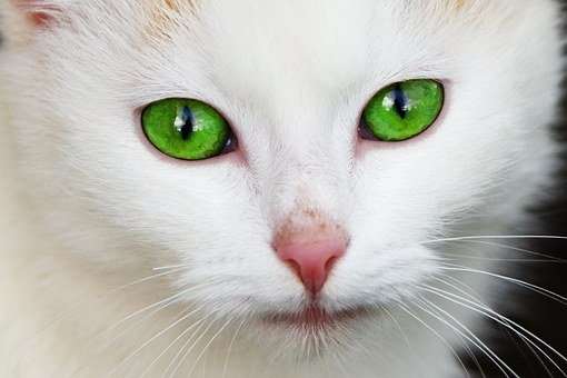 Some people believe that the sudden appearance of a white animal can be a warning sign of misfortune yet to come.