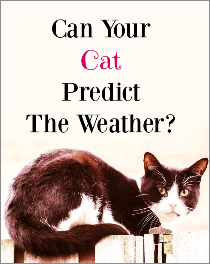 If your cats are acting strange, could they be reacting to an impending change in weather that you can't sense?