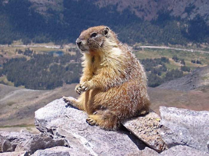 A yellow-bellied marmot in Yosemite National Park; this species also lives in British Columbia