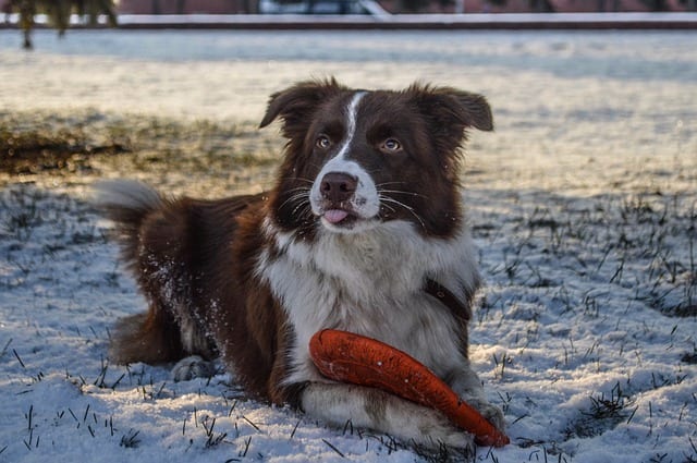 Because of the risks for being bitten, it's important for dog owners to seek the assistance of a dog behavior professional.