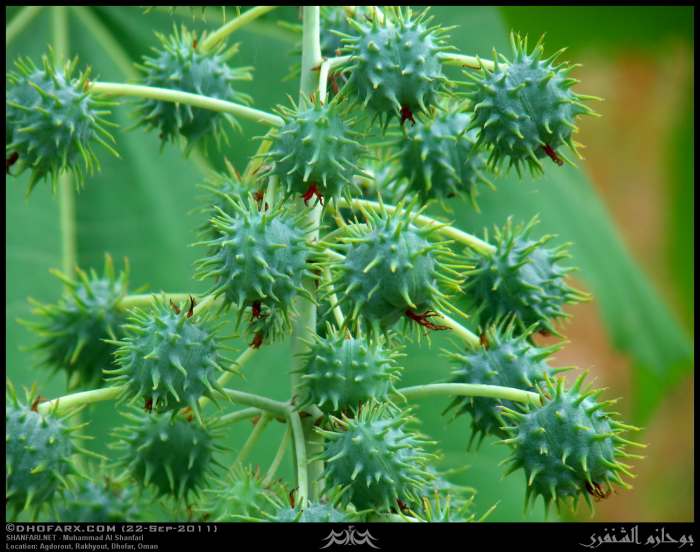 Top 10 Poisonous Plants Dengarden Home and Garden