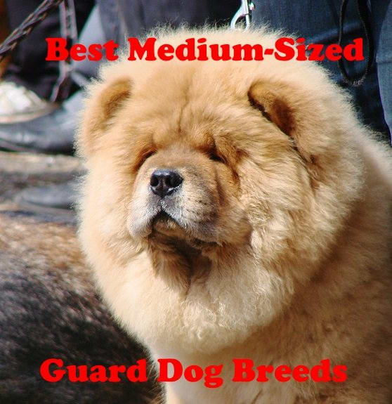 Best Medium-Sized Guard Dog Breeds - PetHelpful