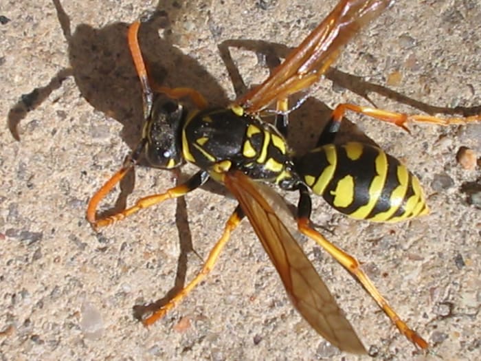 A yellow jacket wasp, with its yellow and black body, long and skinny wings, legs, body, and antennae.