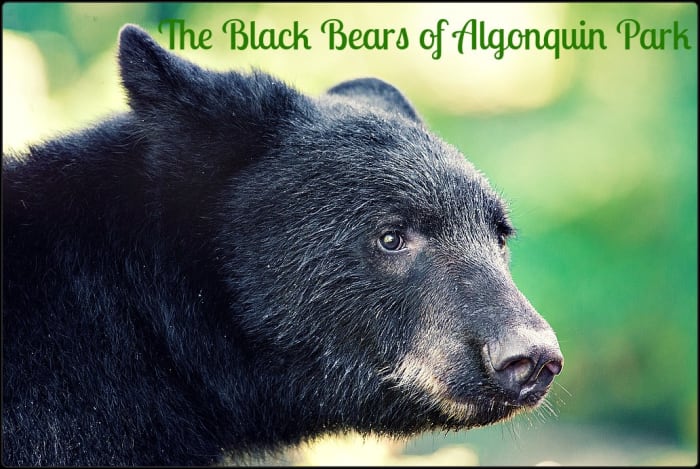 Algonquin Provincial Park is home to over 2,000 Black Bears. This works out to approx. one bear for every 3 kms. Or as the joke goes, one bear for every three campers.