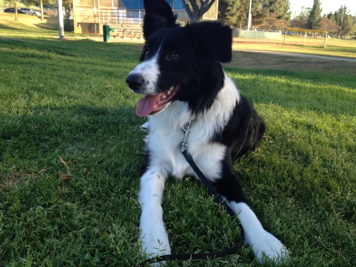 Eight month old Border Collie Jack at the park after spending an hour at the dog park playing Frisbee.