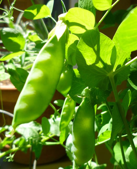 Alaskan early shelling peas nearing harvest. These were some of the last peas harvested from the 2013 season. With a hotter than normal spring, the plants stopped producing pods sooner.