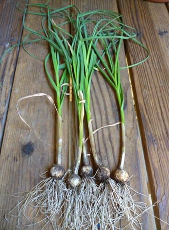 Harvested garlic. As I needed the pot the garlic was planted in, I harvested the plants very early. Normally the heads will be much larger.