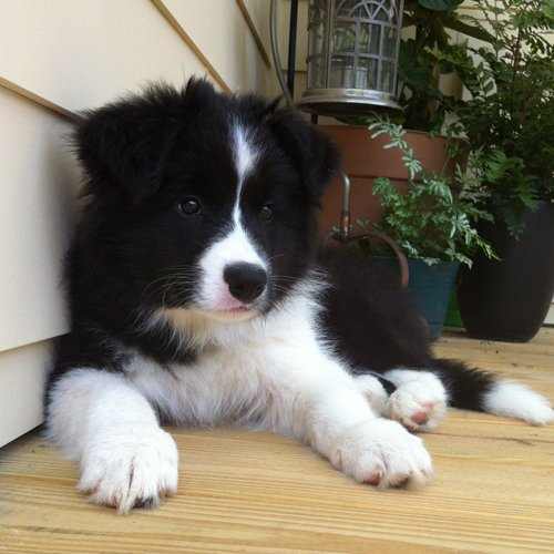 PRP injections can be a much cheaper and easier alternative to ACL surgery for your pup.