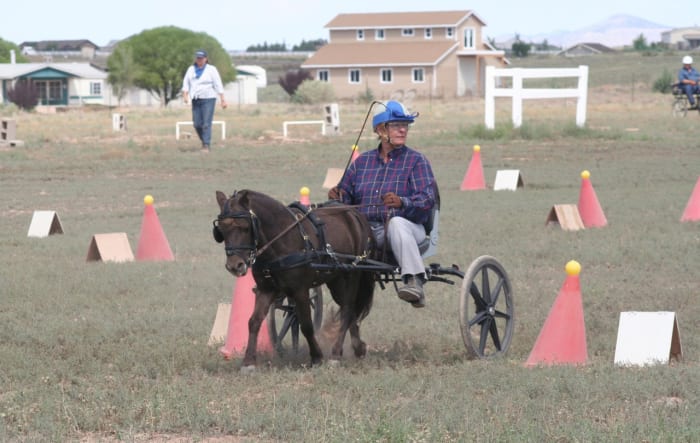 PJ on the cones at an ADT. This was his first year competing and he may only trot. There is a lot of space between the cones, allowing him (and me!) to learn to safely navigate through. A cone or ball down adds time penalties.