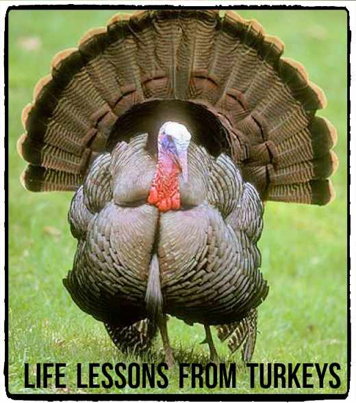 Although many people think of turkeys as stupid animals, this is untrue. Their reputations have been unfairly earned because of an inherited neurological disorder, tetanic torticollar spasm. It causes staring at the sky for up to a minute.