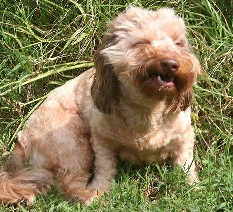 Reverse sneezing in dogs is generally benign, but other health issues should be ruled out by your veterinarian.
