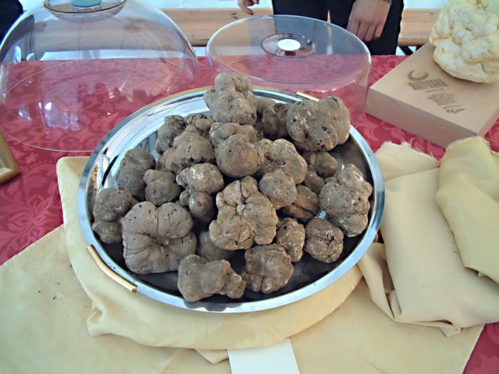 White truffles from Croatia; truffles are made by fungi that form mycorrhizae on the roots of certain types of trees
