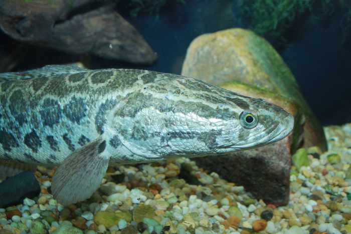 Snakehead fish image
