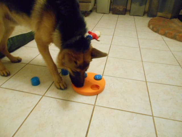 There are many fun ways to keep your dog engaged and happy, and mostly, mentally stimulated.