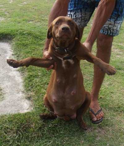 Pregnant dogs have a lot to think about,and should not have to worry about diet.