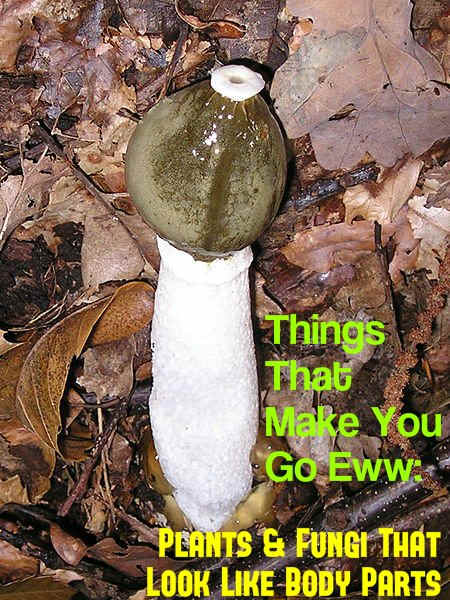 It's a mushroom, people. A mushroom. Don't get all judgmental on me.
