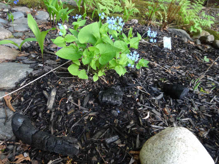 For a mild pH balance, just scatter chunks of charcoal around the garden, allowing it to soak into the garden slowly.
