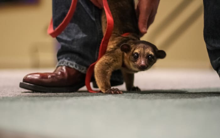 Review some of the arguments that support private exotic pet ownership.