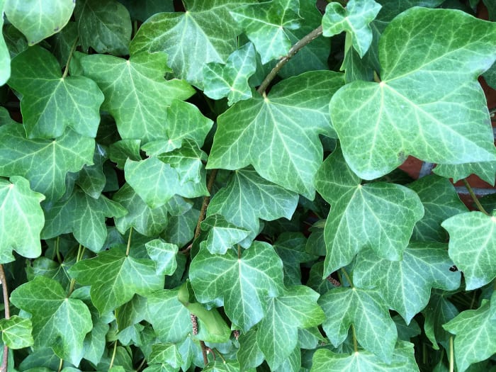 Ungdomliga blad av engelsk murgröna som växer på en tegelvägg