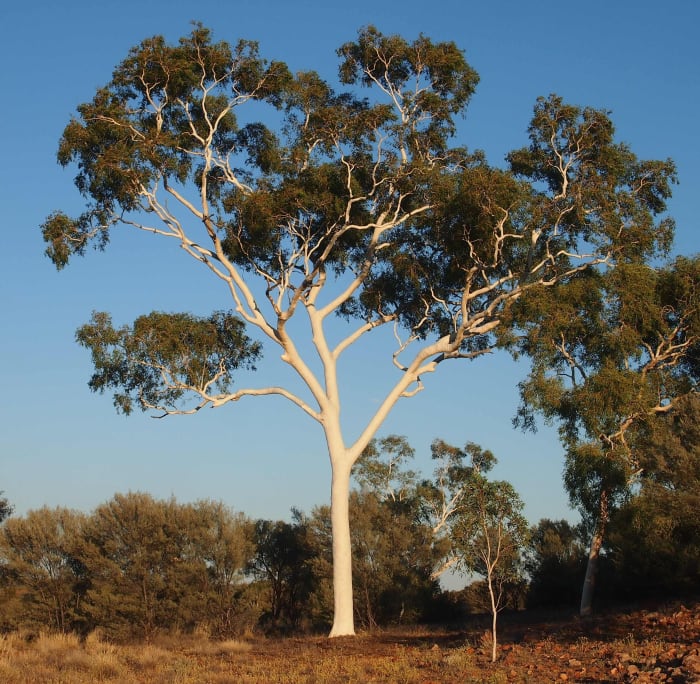 The Gorgeous Ghost Gum