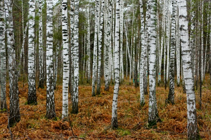 Silver Birches near Novosibirsk in Autumn