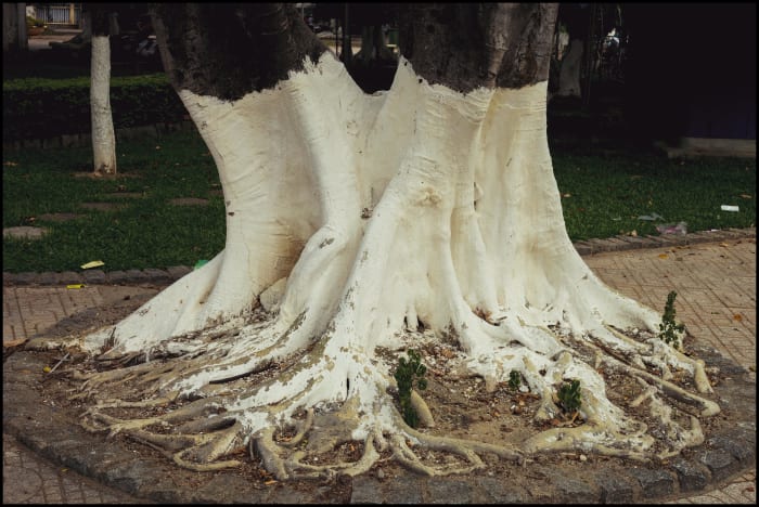 Tree With Trunk Painted White