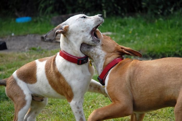 Dogs often bully other dogs, but this is not exactly desirable behavior. Read on to learn how to make your dog less of a bully.