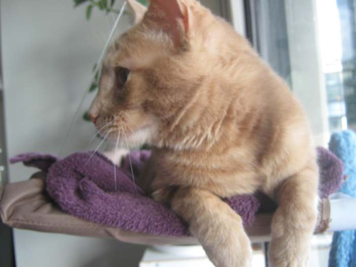 "Wait! Don't leave without me!" If your pets could talk, what would they want you to know about planning for an emergency?