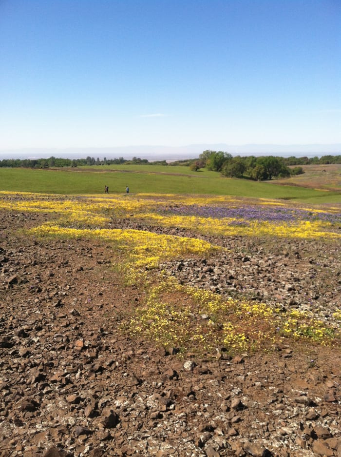 The flat table-top surface of this mesa is striped in early spring with wildflower fields growing in drying vernal pools.