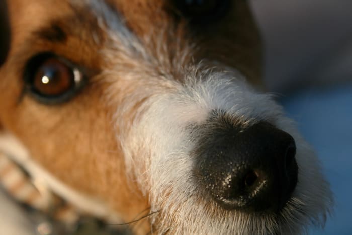 A dry nose isn't always a sign of something bad, but it can be. Learn when to be worried about your dog's nose.
