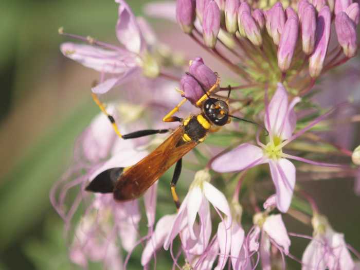 What Are Mud Dauber Wasps and How to Get Rid of Them Dengarden Home