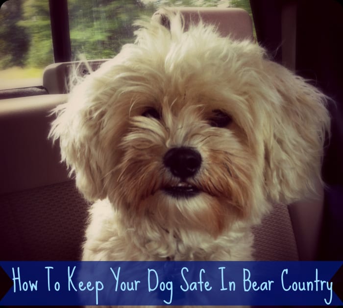 There are many things dog owners need to keep in mind when taking their dog with them into the Great Outdoors. Most bear attacks on humans are provoked by out of control dogs. Keep your dog safe by following this guide.