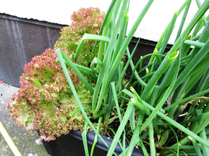 How to Grow Lettuce in Containers and Pots in a Small ...