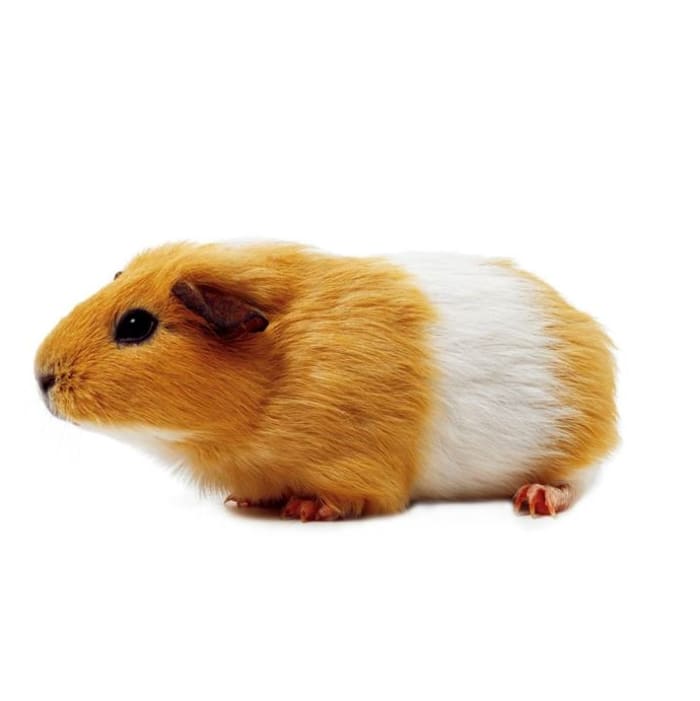 Guinea pigs are one of the most suitable small animals for a classroom pet, as long as they have access to a large pen and are fed, groomed and exercised properly.