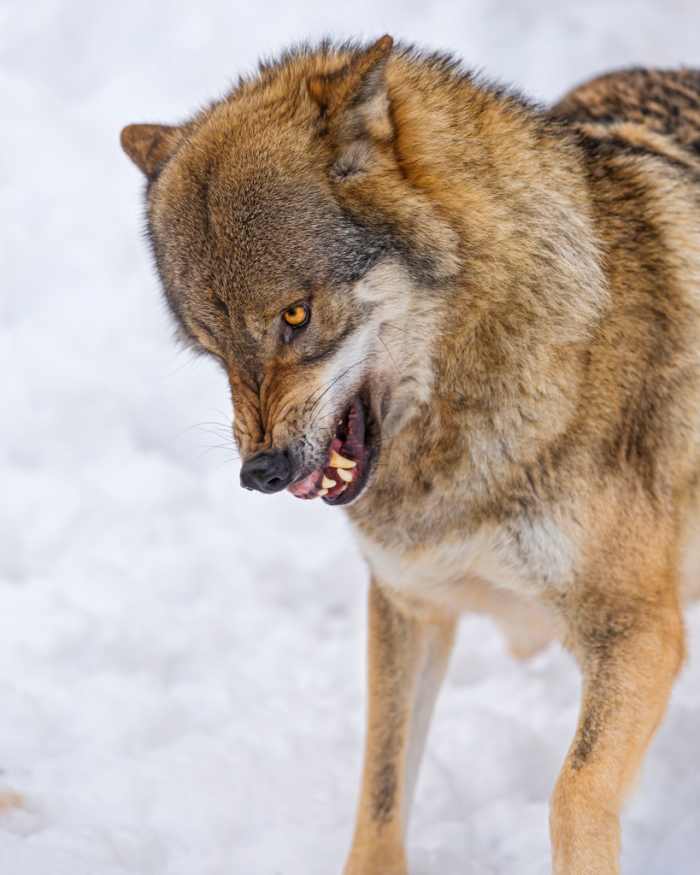 Wolfdogs are on the list of the most dangerous exotic pets.