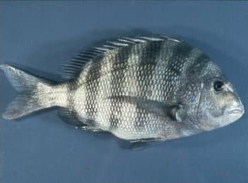 The easiest way to tell if you've caught a sheepshead or a black drum is to look at the chin. A black drum has barbels under the mouth and a sheepshead doesn't.