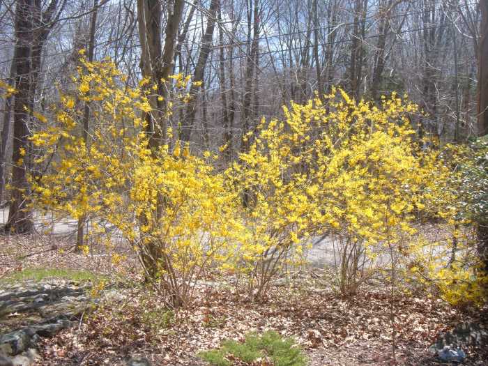 The First Blooms of Spring How and When to Prune Forsythia Bushes