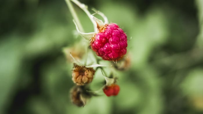 Without proper pruning—or due to over-pruning—your raspberry bush may not produce as much fruit as you'd like.