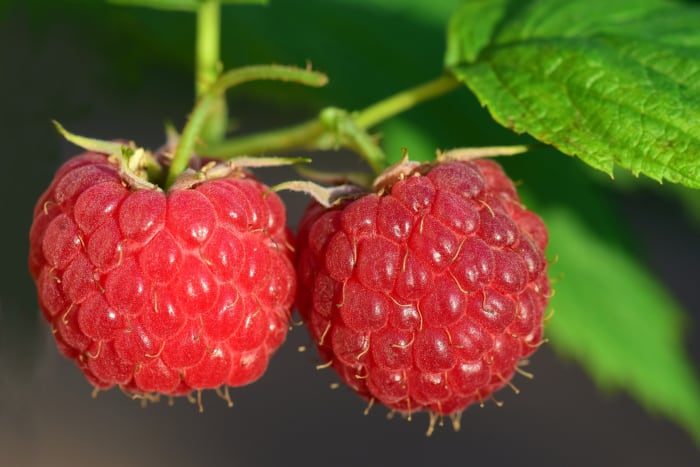 Knowing which variety of raspberry plant you're growing will help you know how often you need to prune.