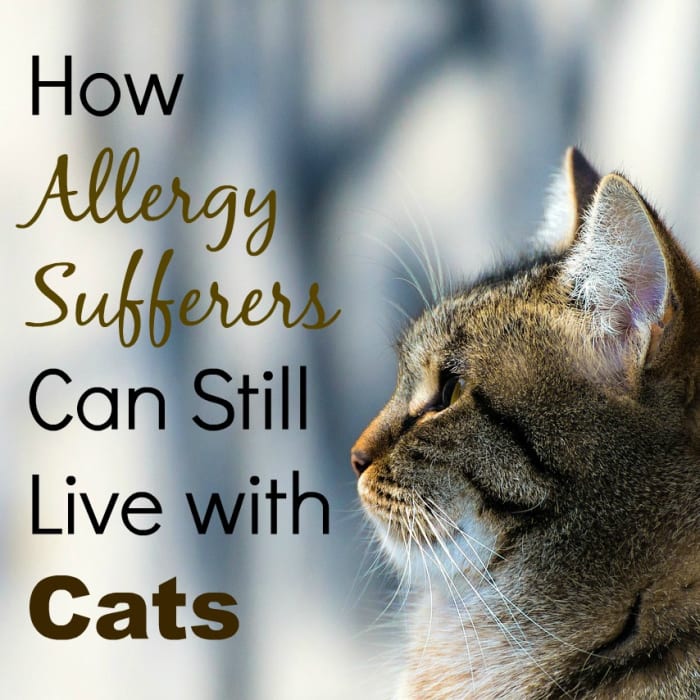 Do you have cat allergies? Don't despair just yet. You don't have to give up your dream of having your own furry friend!